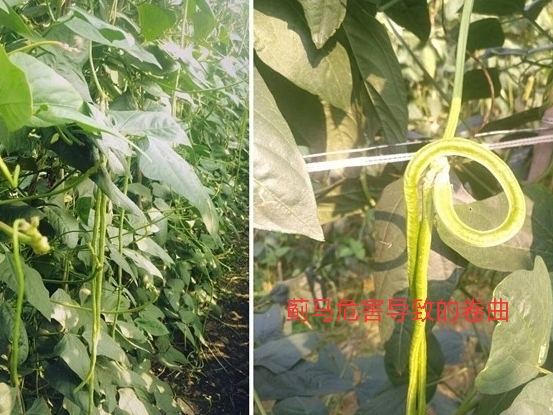 夏季种植豇豆，注意这几个问题，豆角不畸形，品质好，产量高！