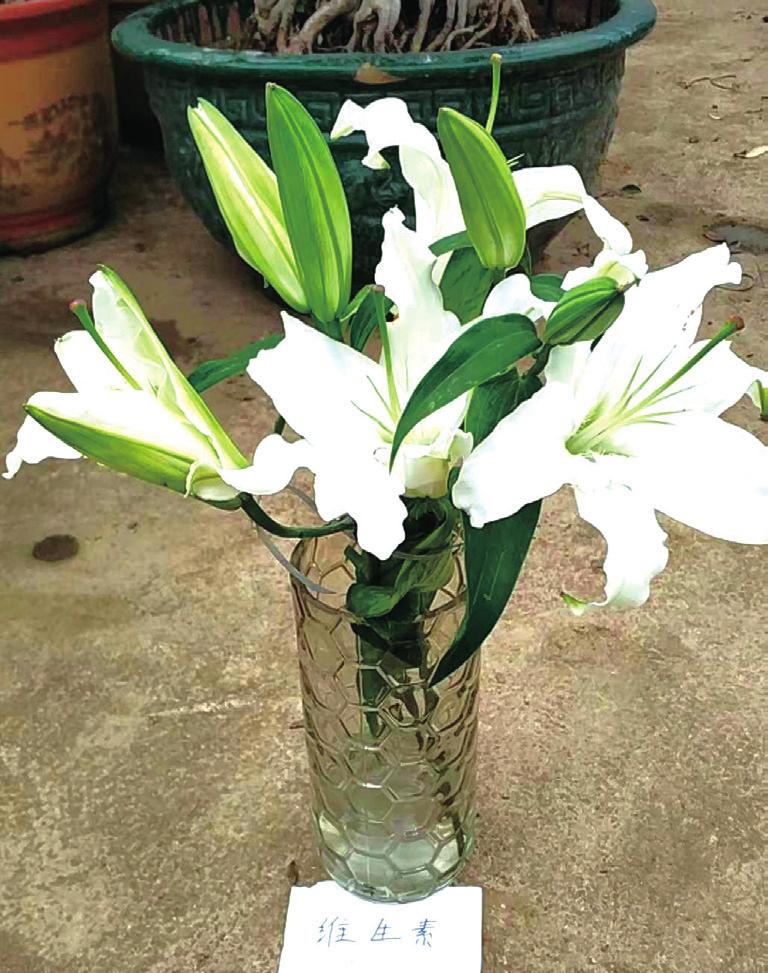 鲜切花圣心百合养护,百合鲜切花养护方法