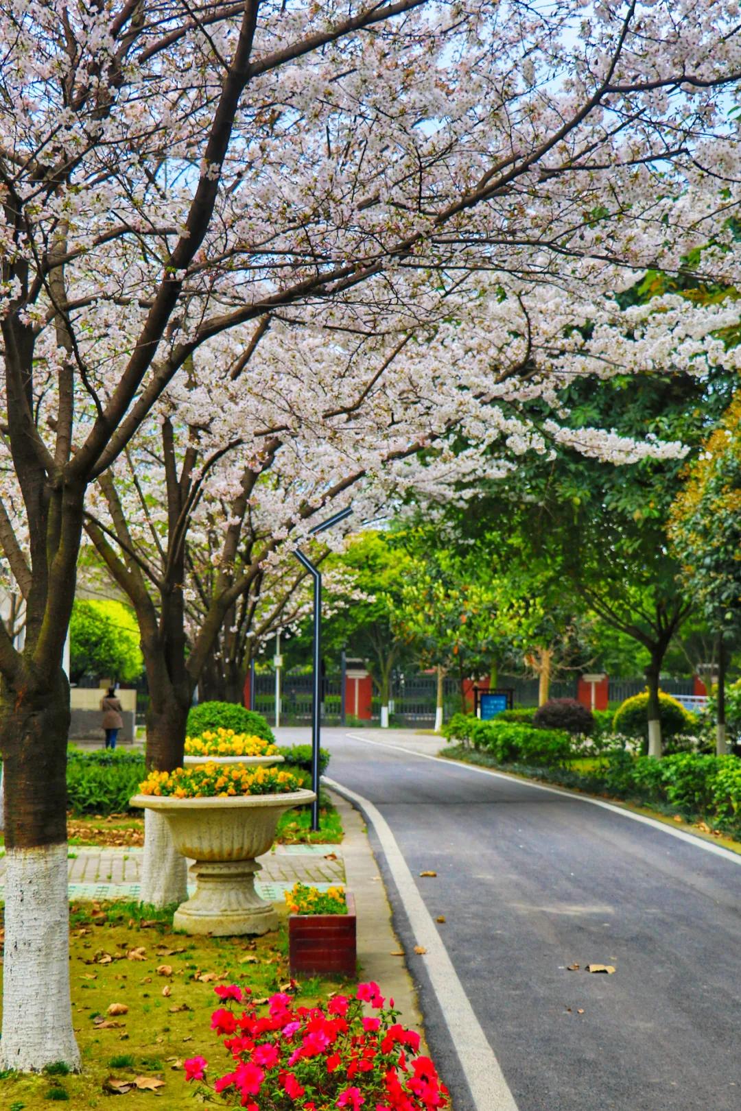 我把德阳市的校园春天寄给你