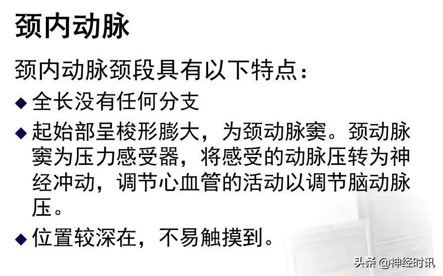 脑动脉解剖学讲解,脑膜中动脉解剖讲解