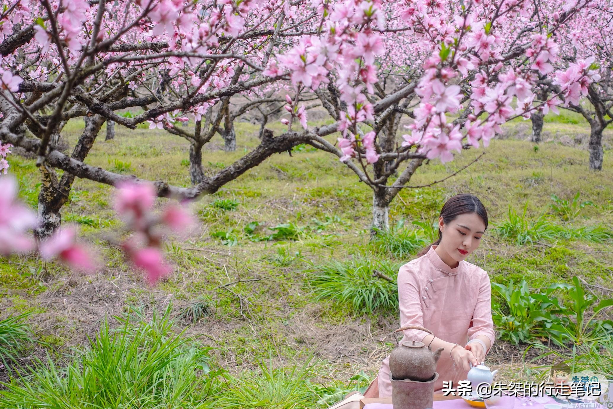 春日莫干山,莫干山春日茶会图片