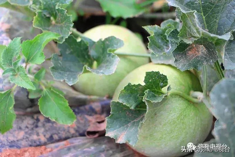 弥勒千亩西瓜熟了！黄心瓜、红心瓜、小香瓜…你喜欢哪种？