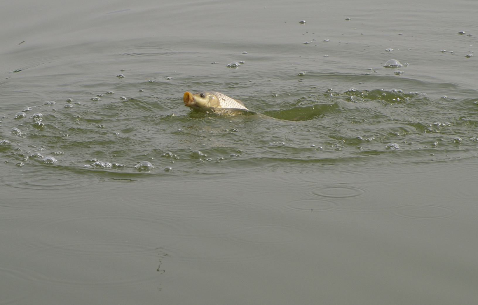 长竿钓大鲤鱼,长竿钓鲫鱼也可以钓大物吗