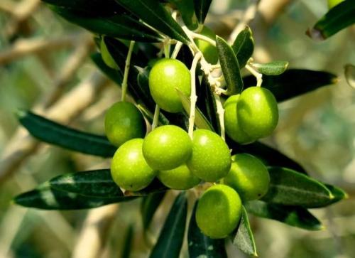 盘点世界各国国花你最喜欢哪种,盘点各国国花