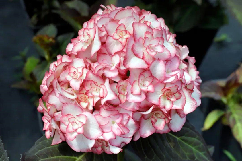 绣球花哪款好看,值得推荐的绣球花