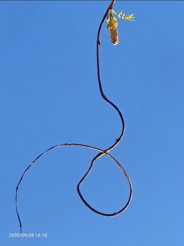 一树山,我的精神家园