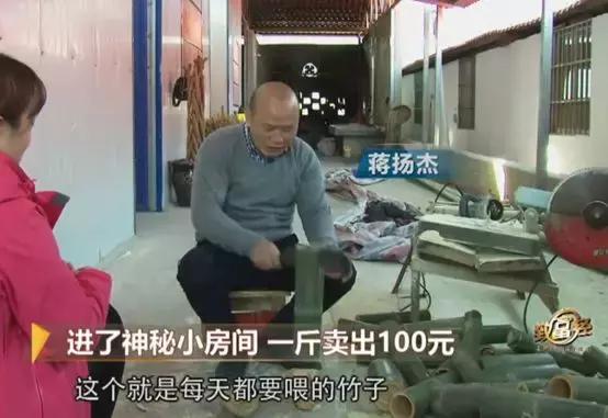 把竹鼠从洞里逼出来,竹鼠养殖关进小黑屋是什么效果