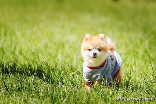 狗狗喜欢舔主人脚丫子意味着什么?原因有四个,看完长知识了