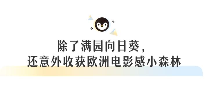 向日葵花海成都8月,成都向日葵花海几月有花