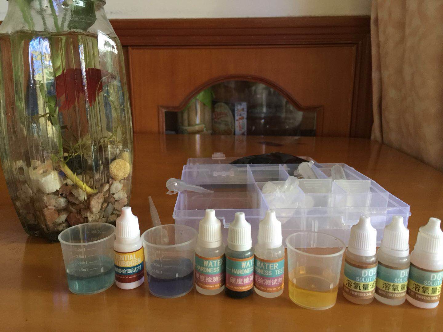 泰国斗鱼和绿萝一起养会死吗,怎么养水培绿萝才好看