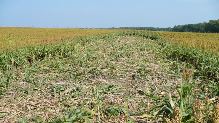 美国野猪泛滥成灾的真实原因,野猪泛滥成灾了家猪攻击野猪