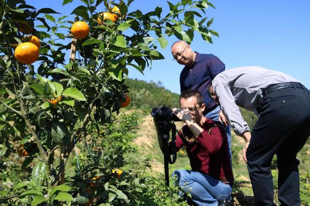 农产品直播电商现状问题,直播电商的痛点