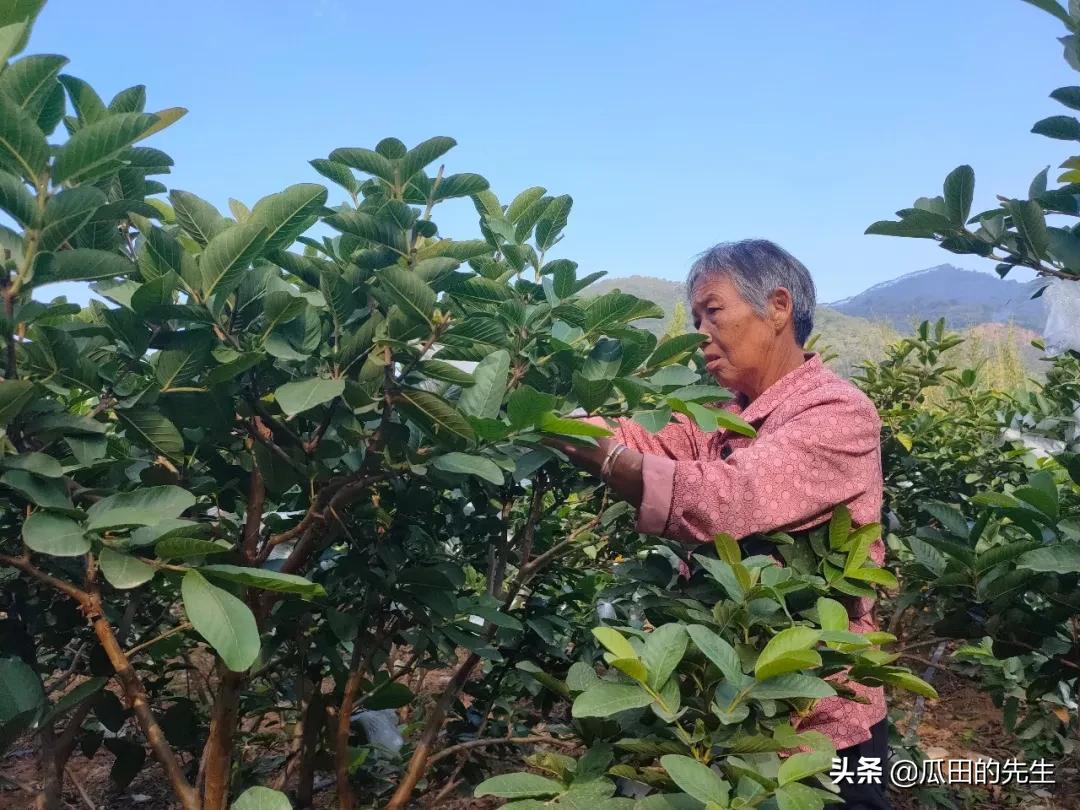 热量脂肪低的水果有哪些,水果低糖低脂