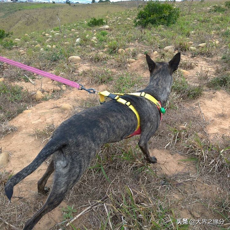 中国四大猎犬排名,最出色的几种猎犬
