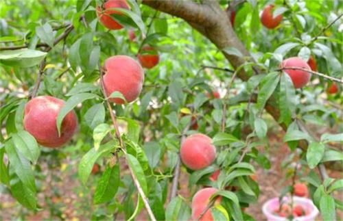 桃树细菌性穿孔病用什么治,桃树细菌性穿孔病治疗方法