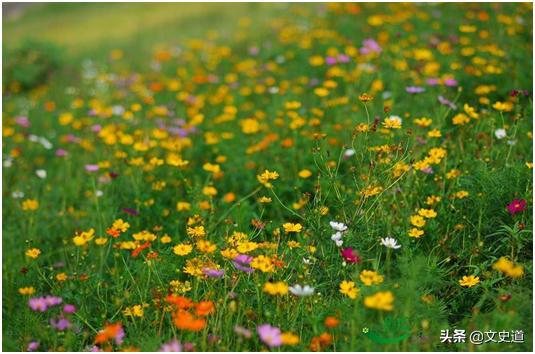 白居易最好的风景诗,白居易写西湖的诗有多少首
