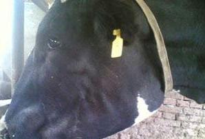 养牛不能忽略的几个问题,养牛人一定要警惕