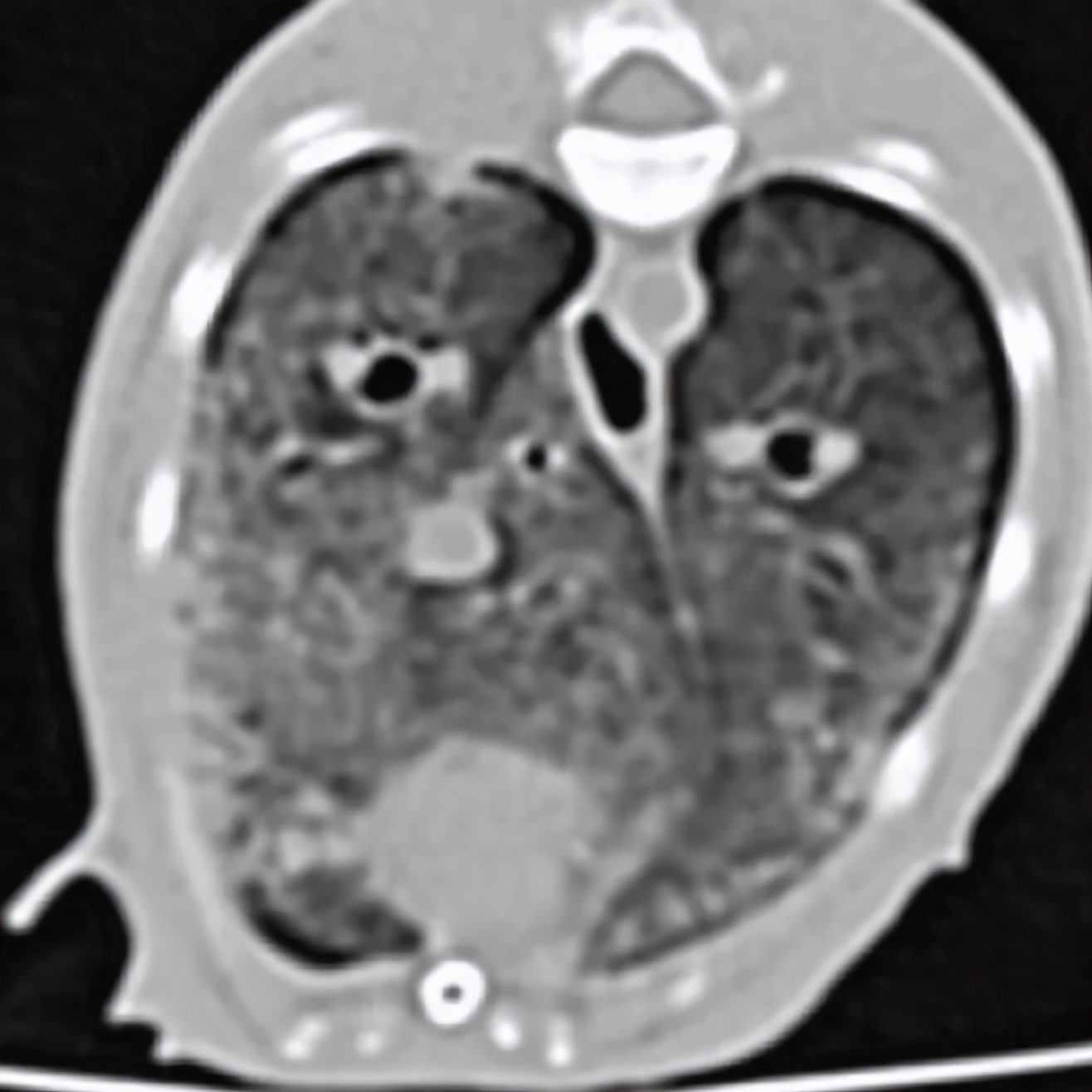 猫咪维生素b补多了有什么坏处,猫咪维生素补多了会怎样