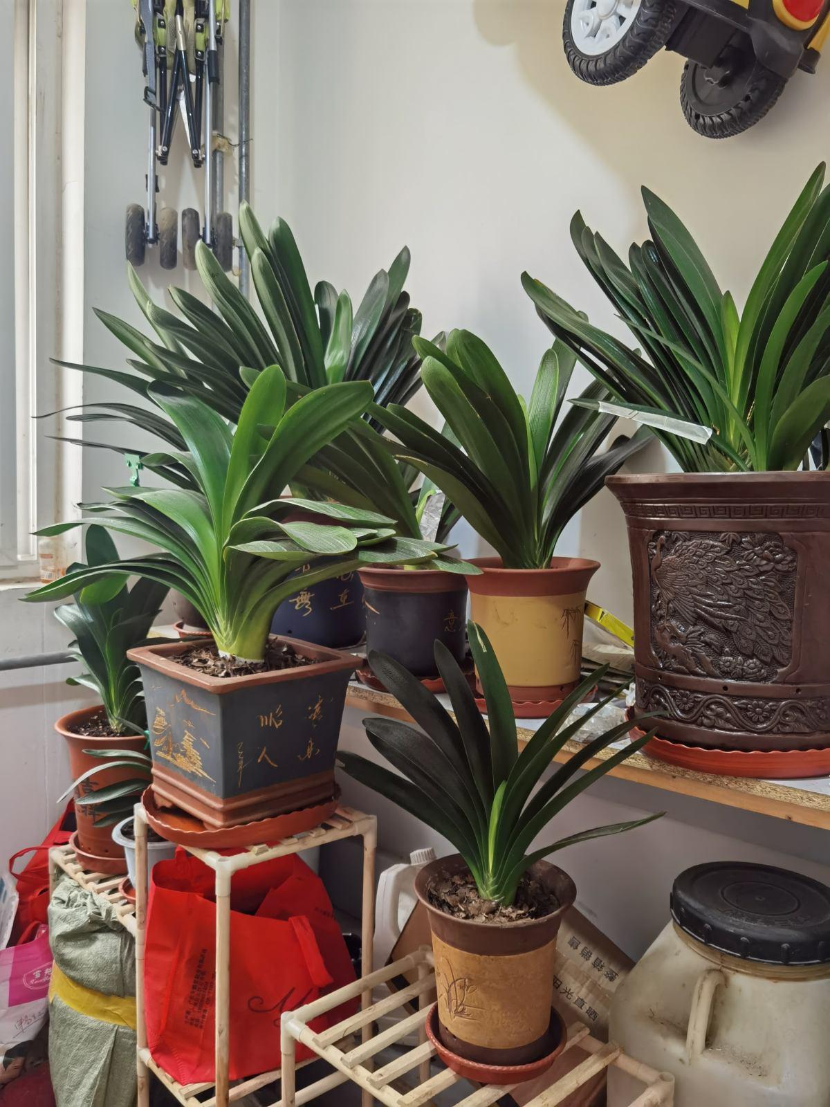 10种“吉利花”,“穷养”才能长大,越挤越壮实,越大越“旺家”