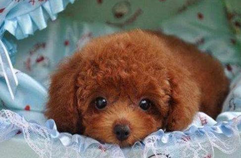 泰迪犬一直舔自己的脚是什么情况,泰迪犬喜欢舔人的手是怎么回事