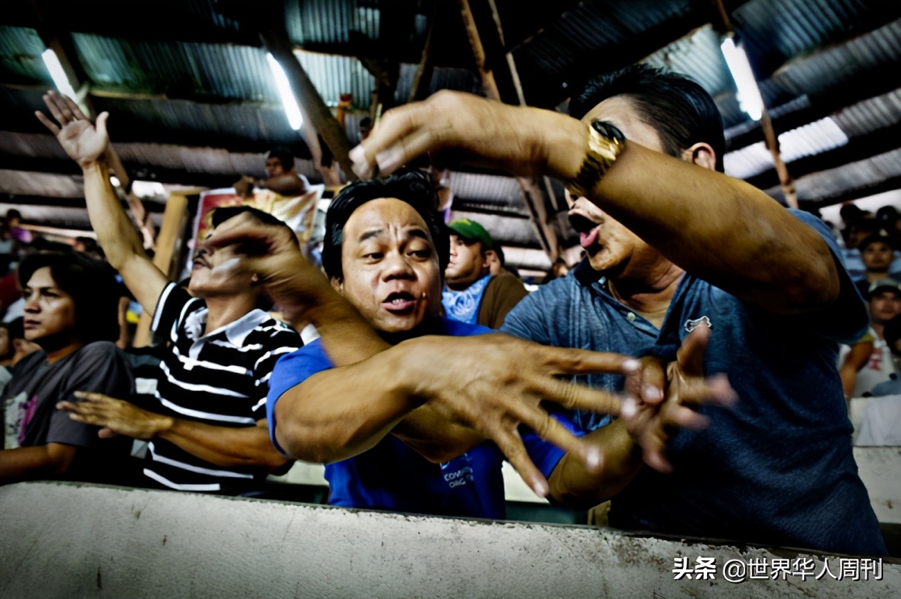 菲律宾一警察被一只公鸡杀死,斗鸡与菲律宾斗鸡打架