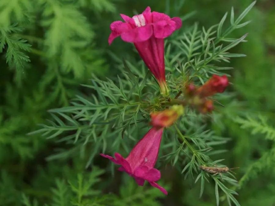 英语必背单词记忆方法,高中英语必背3500个单词记忆方法