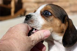 狗狗总是哼哼唧唧是什么原因,狗狗总是哼哼要咬人