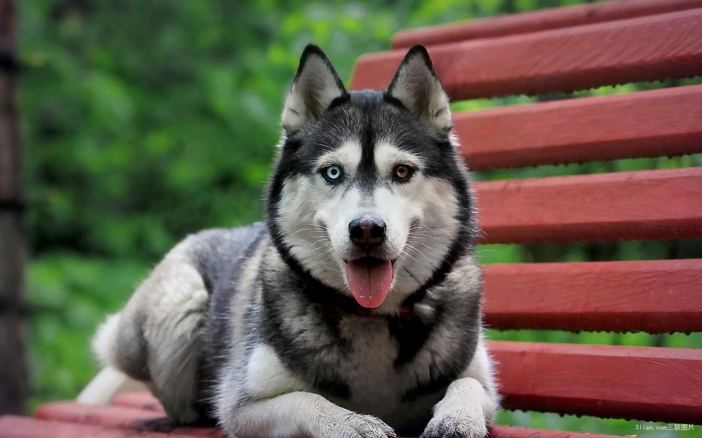 哈士奇到底怎么养它才能听话,哈士奇的优点和缺点