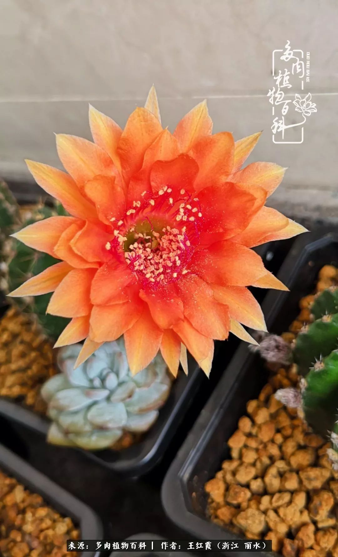 仙人球春天露养条件,仙人球露养条件