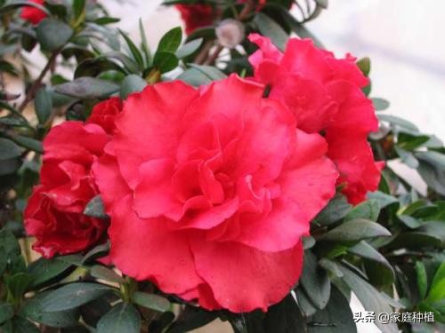 南方植物杜鹃,最容易养的植物杜鹃