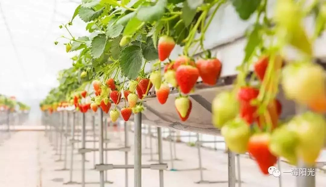 亩产值十万元的品种,亩收入10万元的农作物