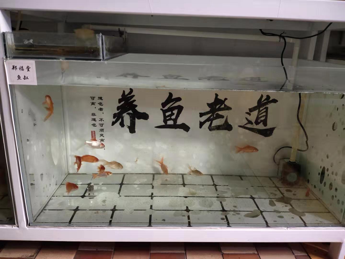 12条小小的饲料鱼,生活在80厘米的鱼缸里,为什么还会缺氧?