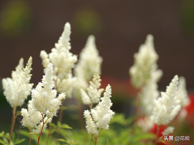 网红黑紫色叶子盆栽,落新妇银星盆栽