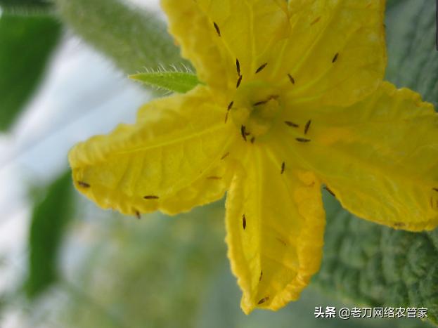 黄瓜叶子上小黄点是什么病,黄瓜叶面上有小黄点是怎么回事