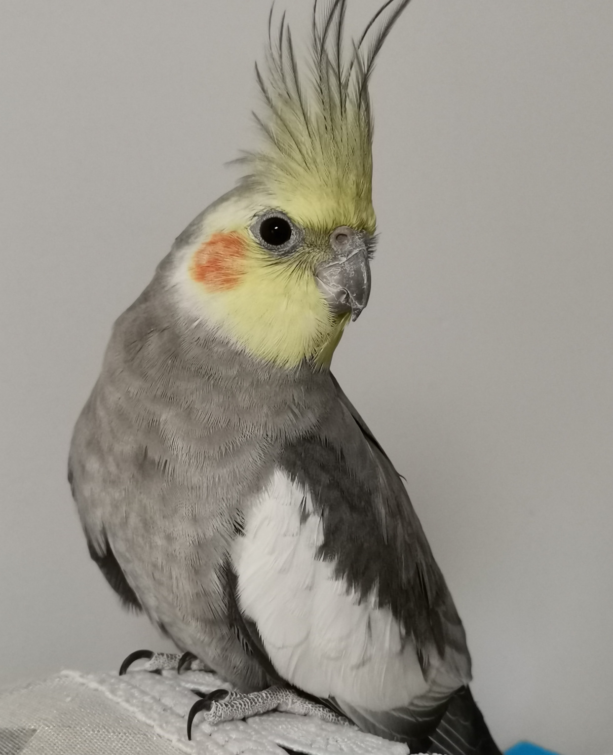 难怪能够“通杀”养宠物的朋友们，这鹦鹉也太漂亮了