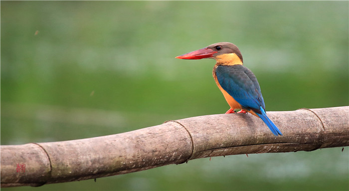 鸟类科普,最稀有的翡翠鸟
