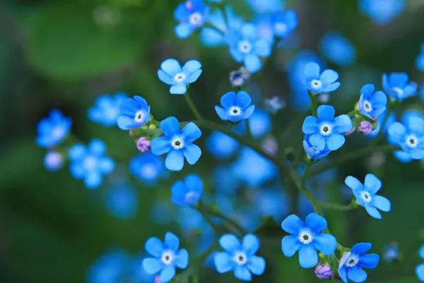 50种·蓝紫色系植物,尊享高贵典雅浪漫的视觉盛宴