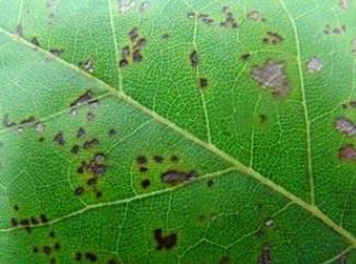 鸭脚木枝叶扦插不发芽,鸭脚木不黄叶的妙招