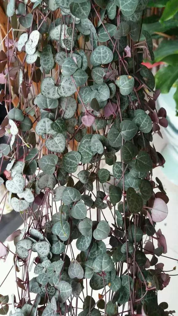 吊兰多肉养护技巧和方法,多肉吊兰哪个品种观赏性好