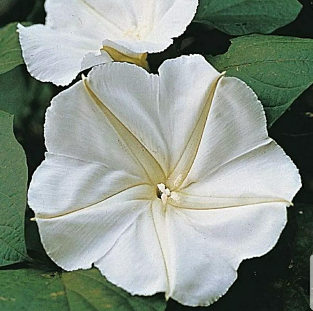 奇葩造型花：头上长草，心中有鬼，白月光。白天不开你非要晚上开