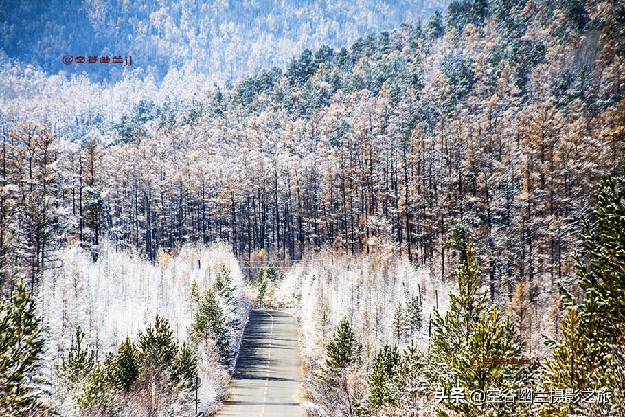在莫尔道嘎,我遇见了最美的秋雪