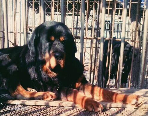 宠物狗大全免费观看,什么狗最好养又听话又聪明大型犬