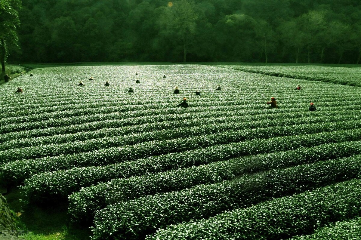 安静的文字朗读,安静的文字段落