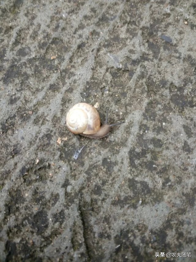 蜗牛忧伤,忧伤的蜗牛歌名