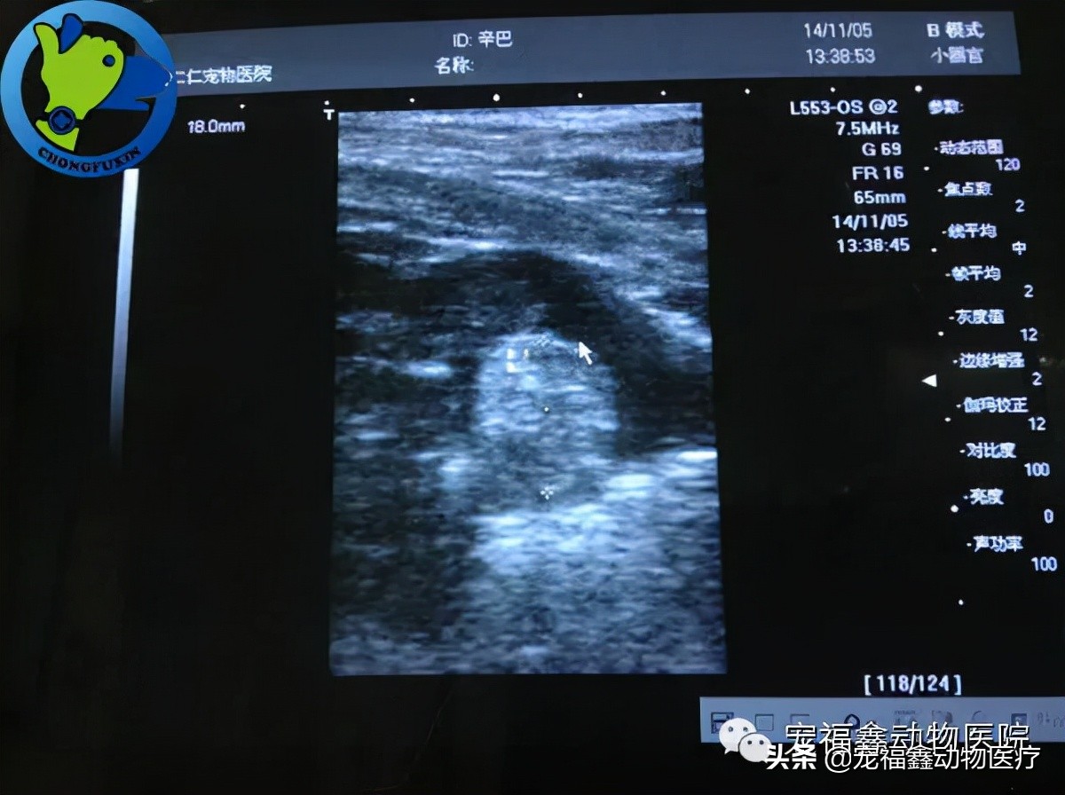 辛巴直播间卖货,辛巴为什么会火