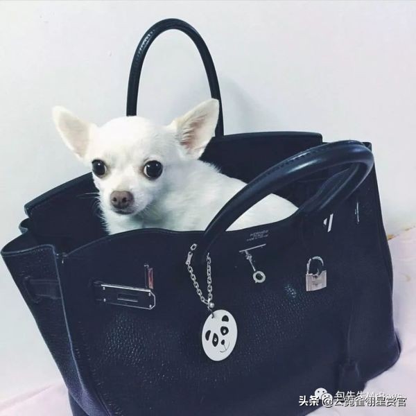 非常好看的宠物包,大家的包都带什么玩偶