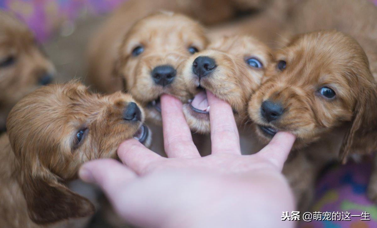 狗狗的几种叫声代表它讨厌你,狗狗的什么表现表示他很讨厌你