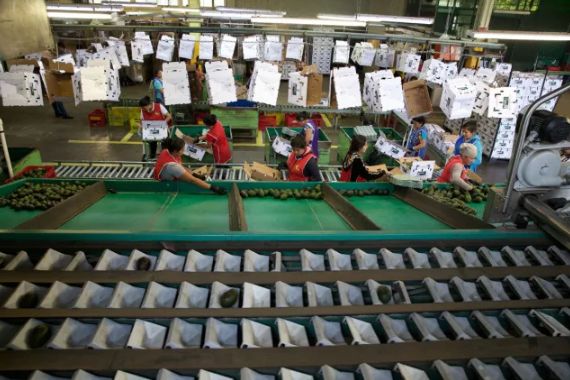 谁劝中国人买了3千万吨牛油果？