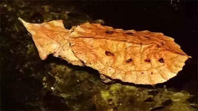 你知道乌龟能活多少岁吗,巴西涂了漆的龟能活多久