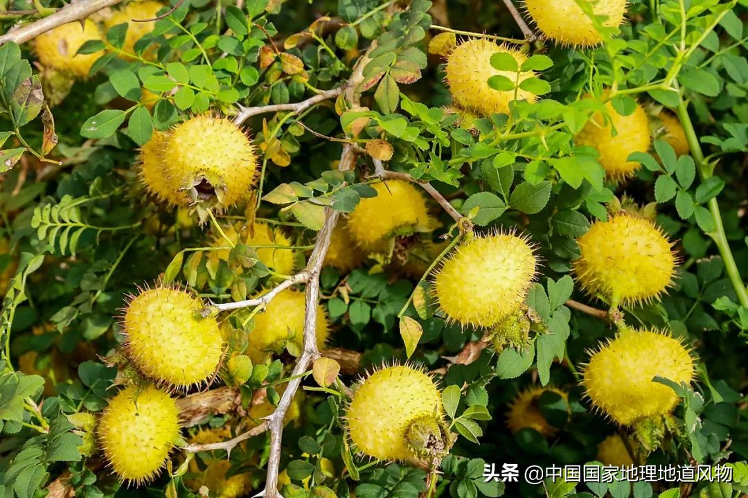 中国凉都六盘水完整视频,中国凉都六盘水气候宜人